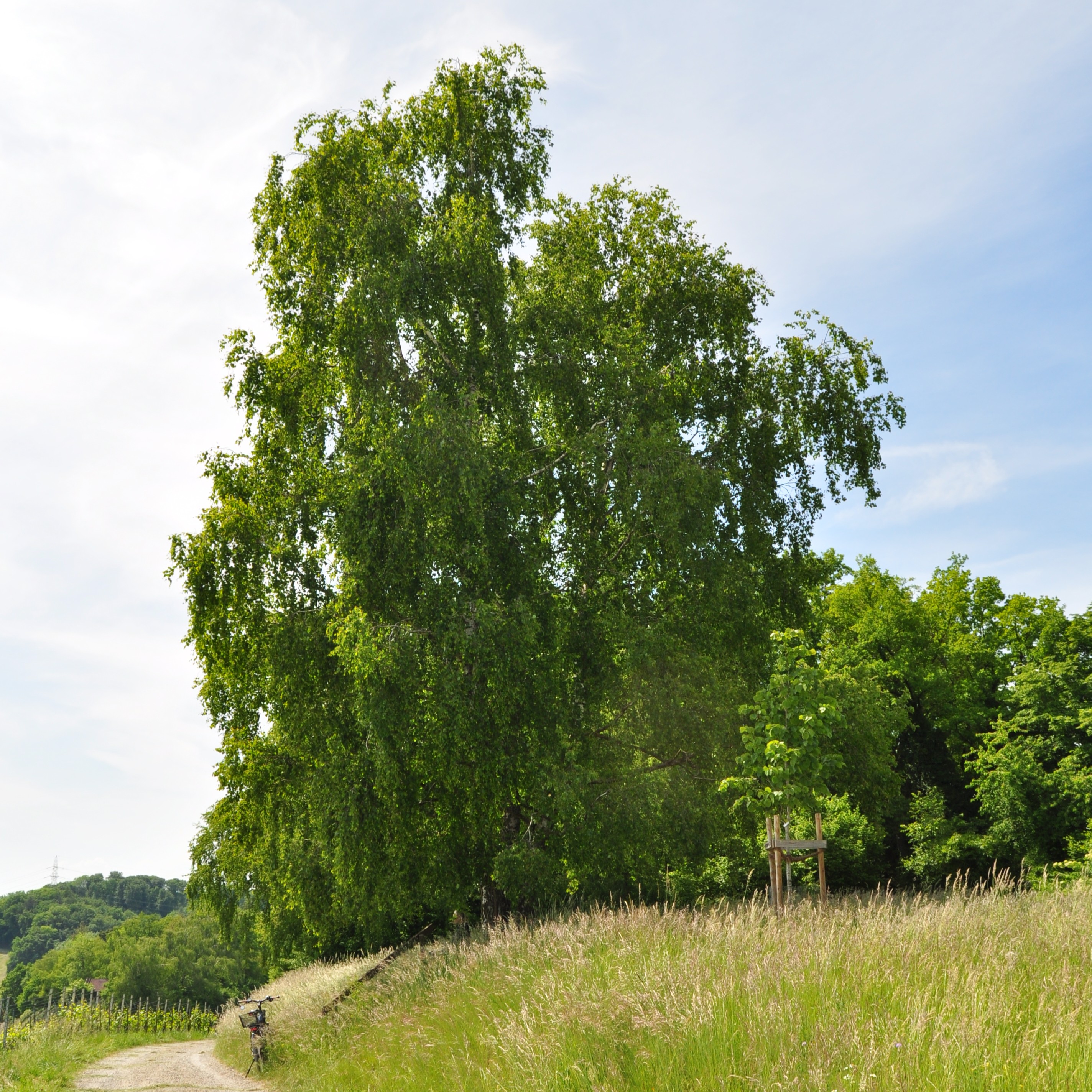 Haengebirke