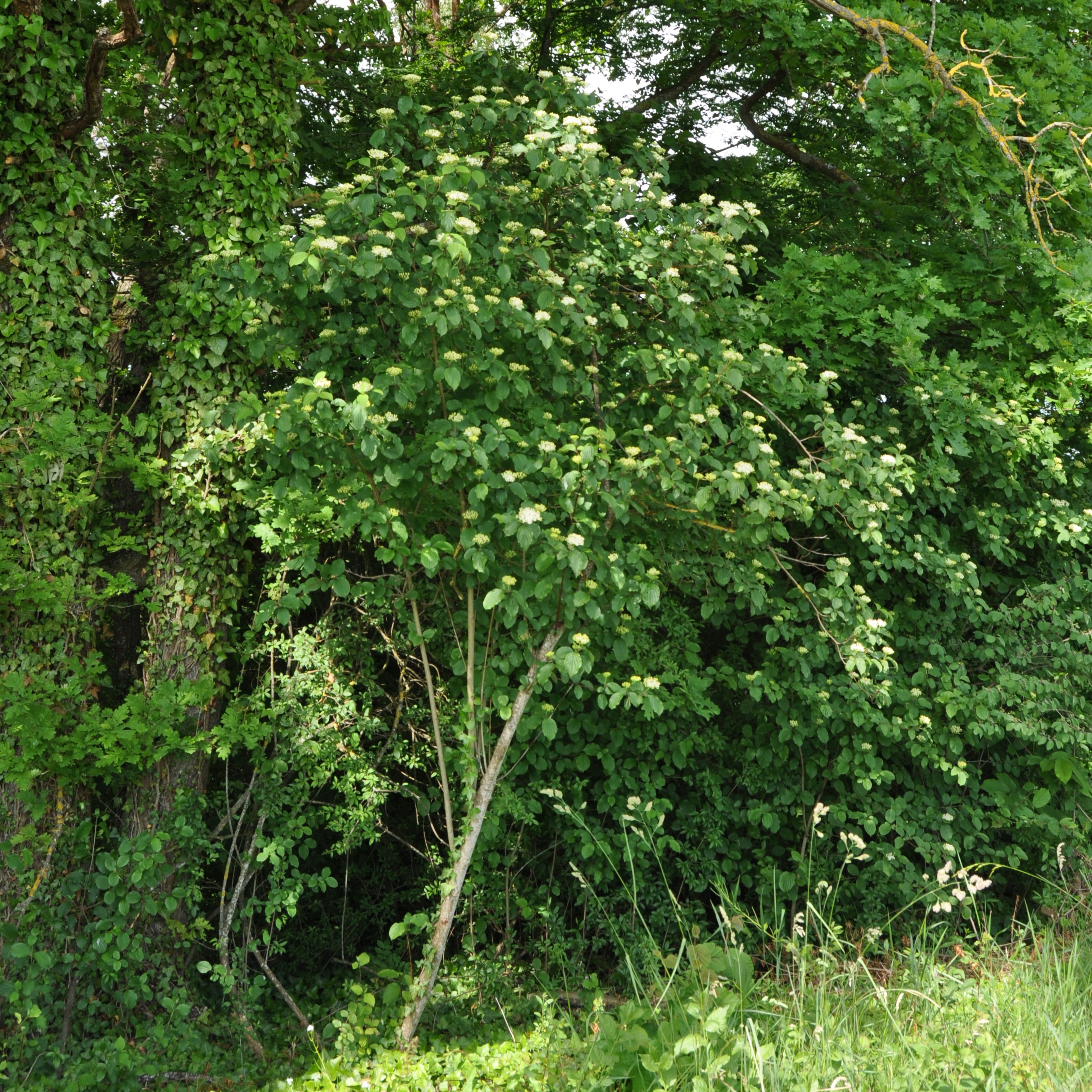 Hartriegel