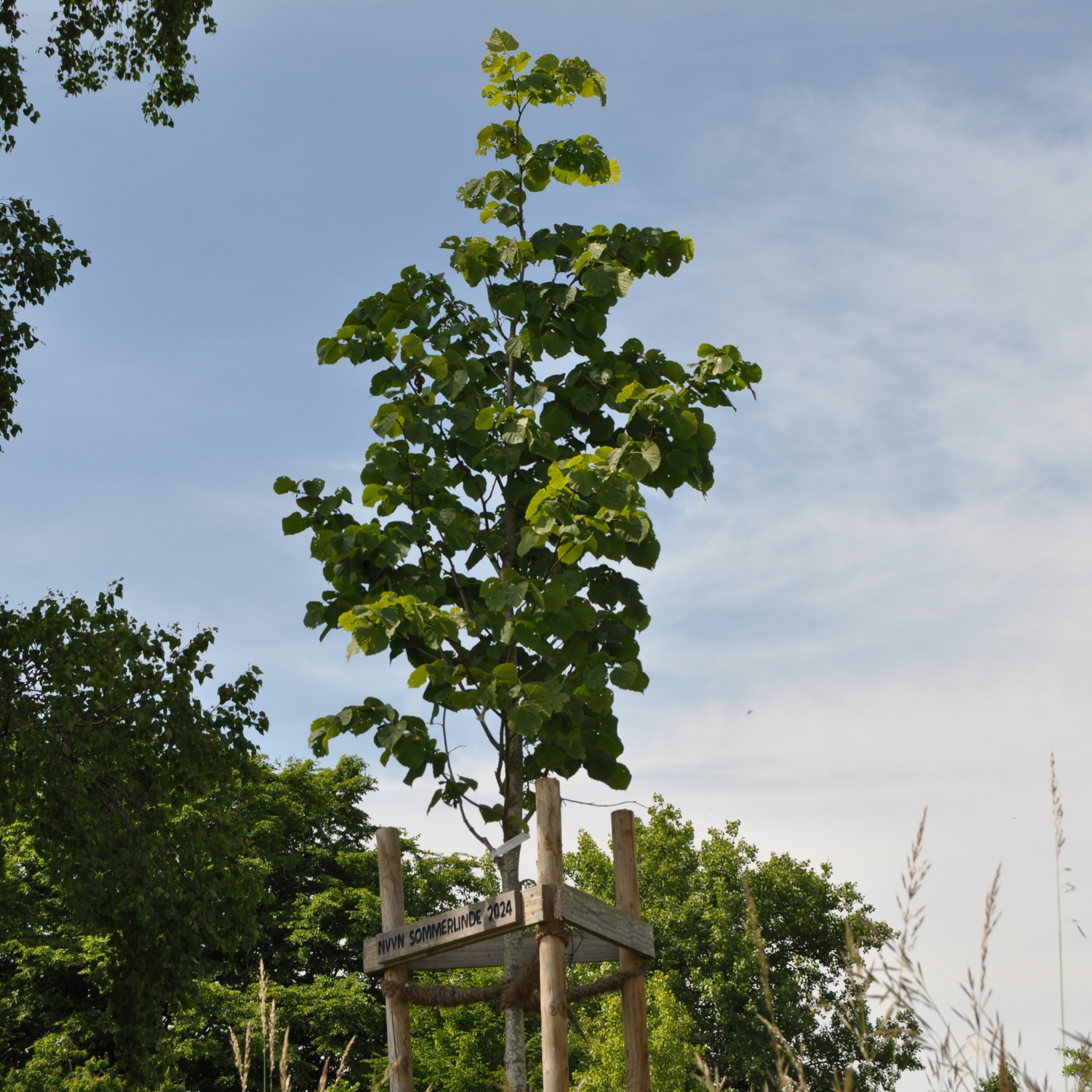 Sommerlinde