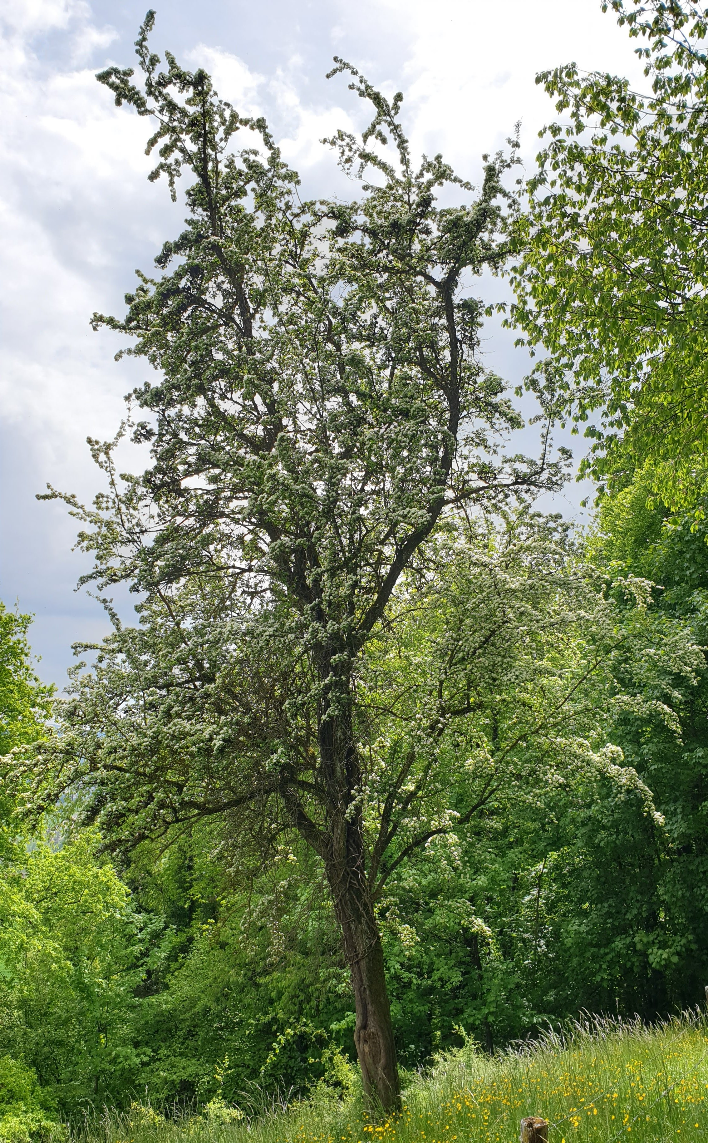 Wildapfel
