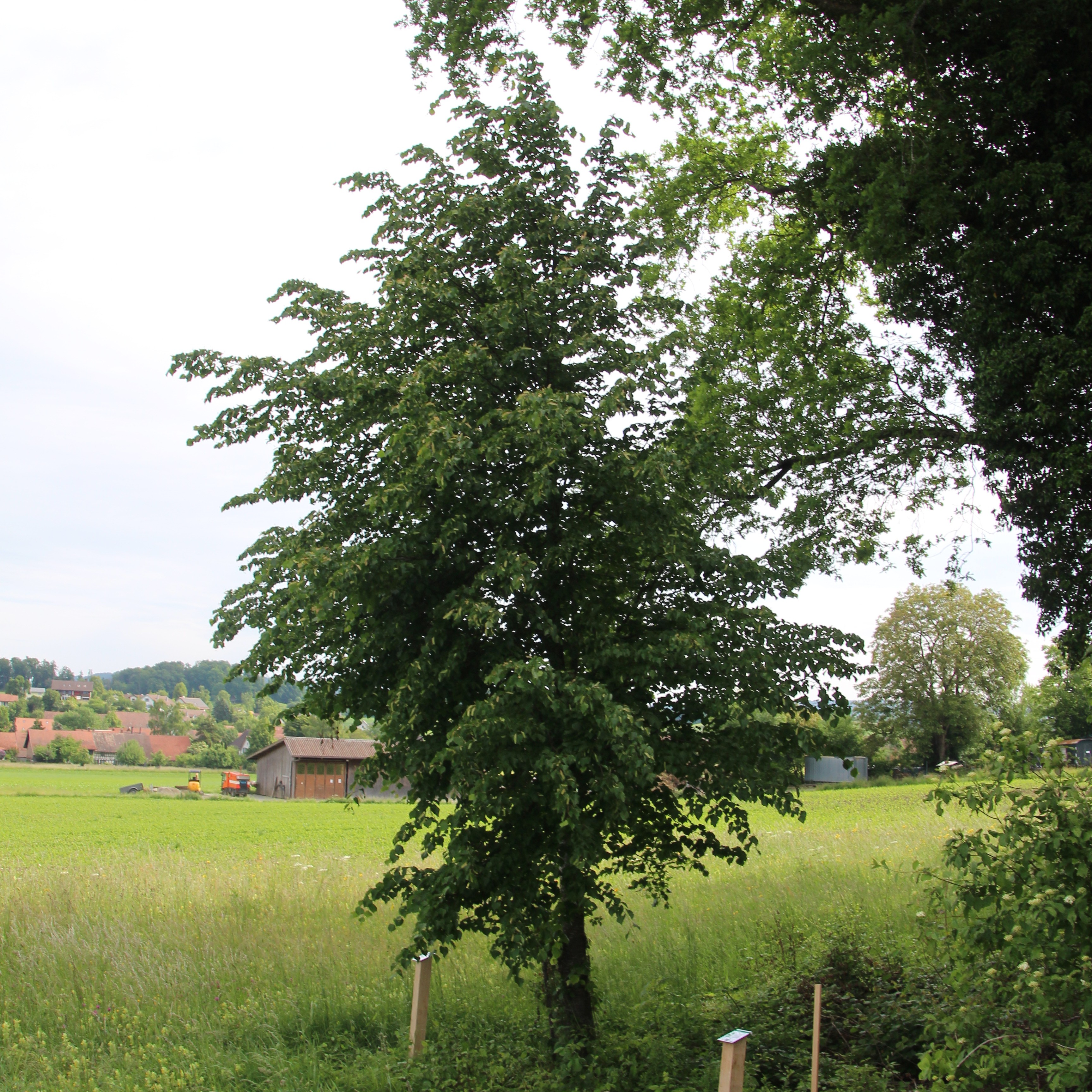 Winterlinde